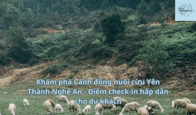 Khám phá Cánh đồng nuôi cừu Yên Thành Nghệ An - Điểm check-in hấp dẫn cho du khách