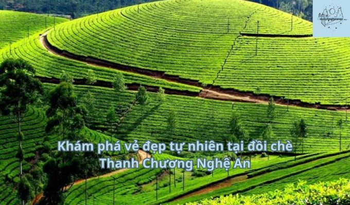 Khám phá vẻ đẹp tự nhiên tại đồi chè Thanh Chương Nghệ An